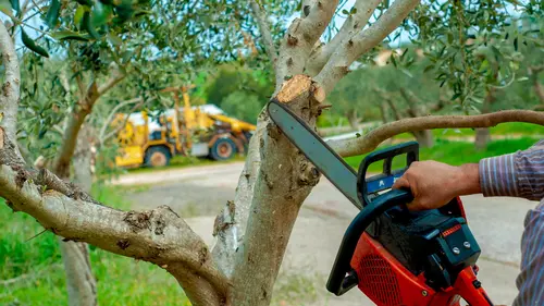 Click and Fix Tree Trimming and Pruning Click and Fix Tree Trimming and Pruning
