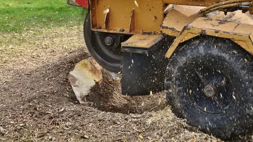 Click and Fix Tree stump grinding and removal Click and Fix Tree stump grinding and removal