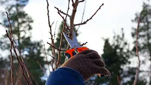 Click and Fix Why Tree Care Matters Click and Fix Why Tree Care Matters